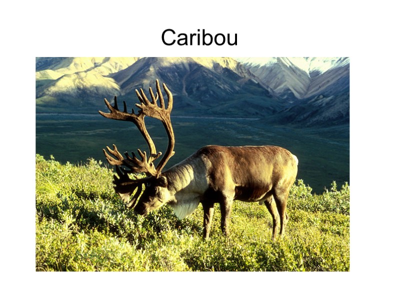 Caribou